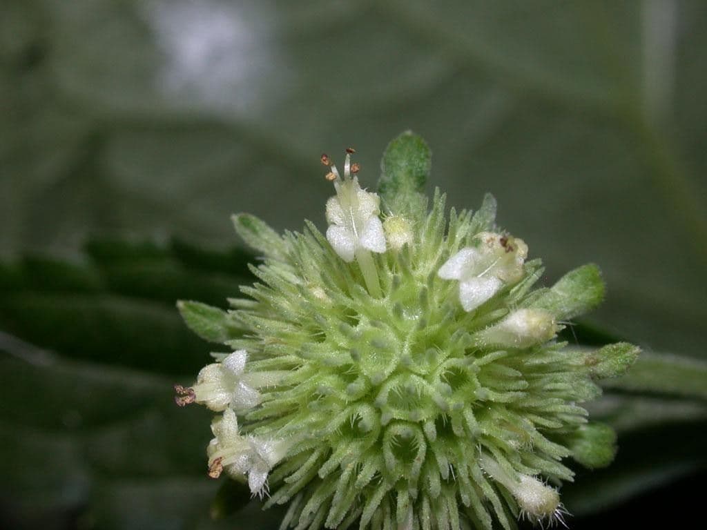 Hyptis capitata 6