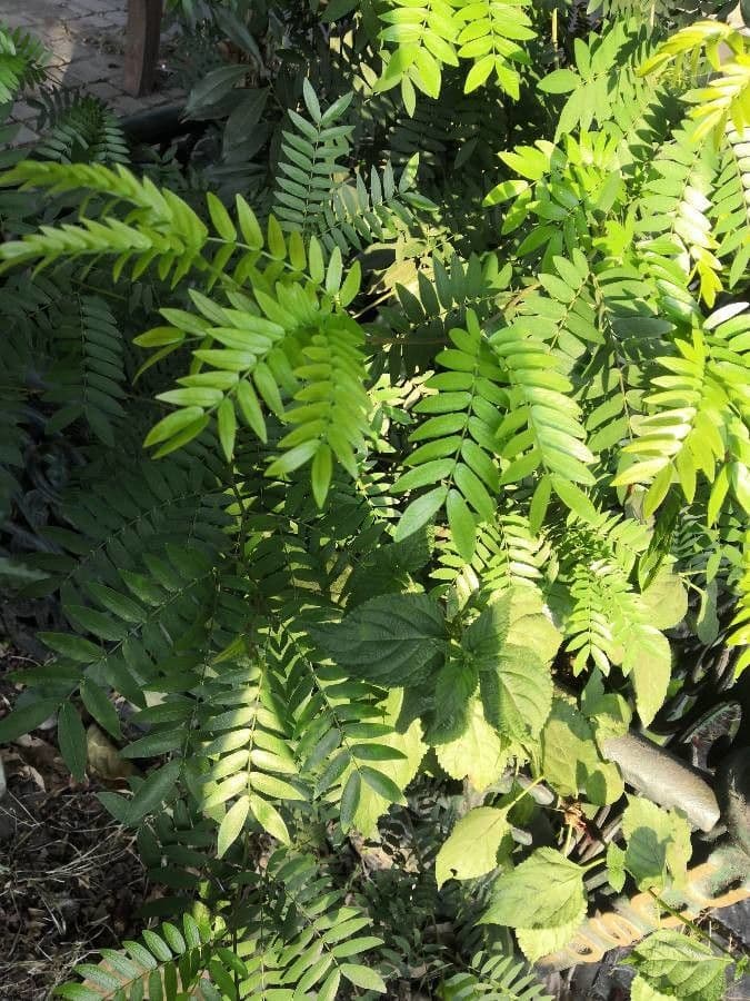 Calliandra del Suriname 18