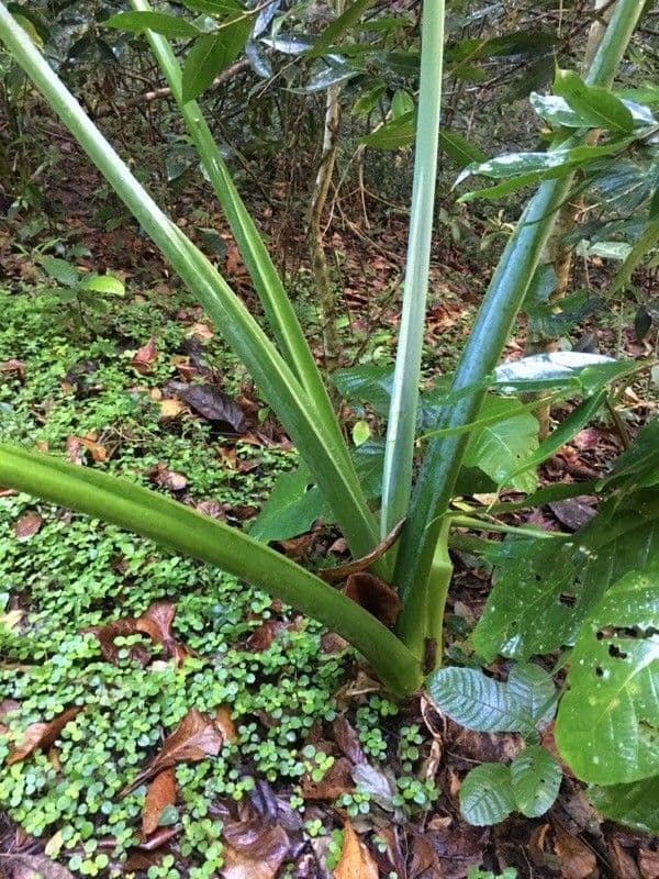 Riesen-Taro 11