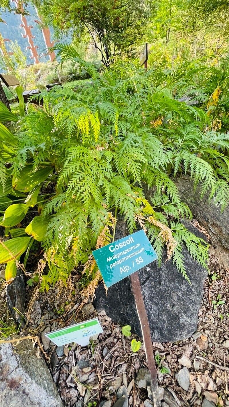 Molopospermum 20