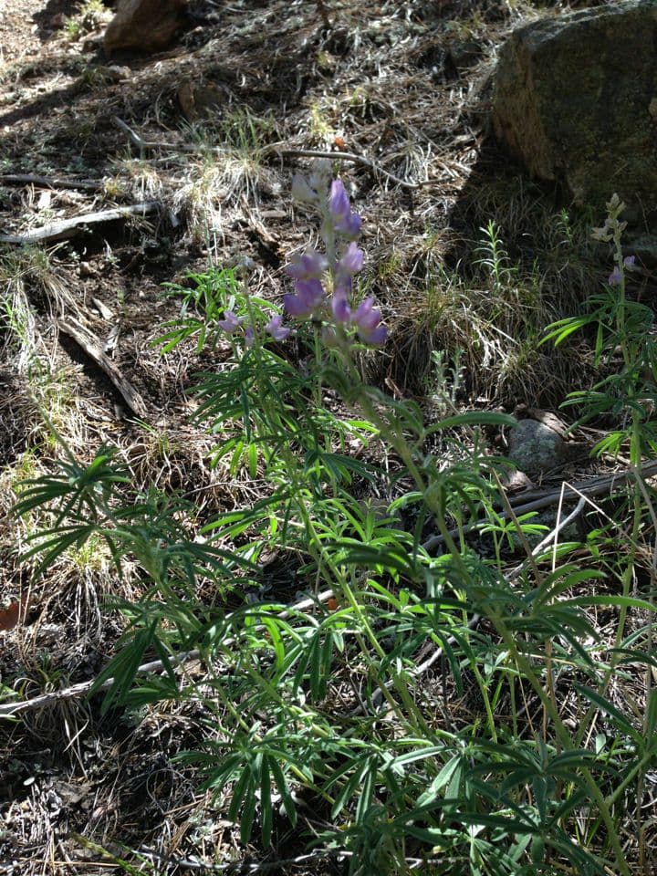Silbriger Lupine 10