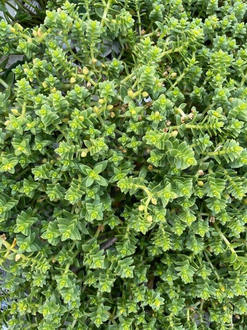 Onchenia 6