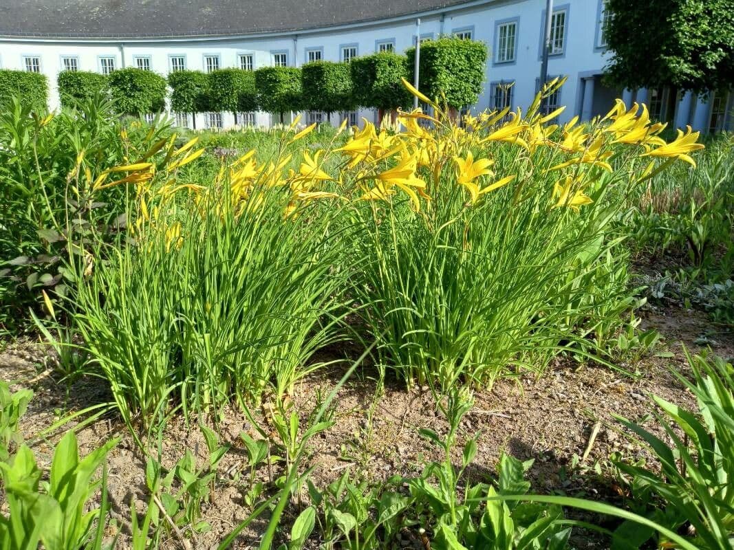 Hemerocallis minor 8