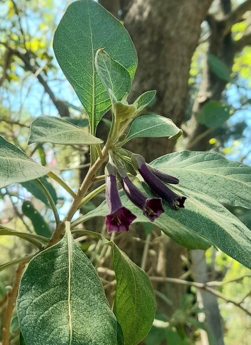 Iochroma 13
