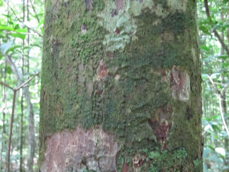 Eschweilera 2