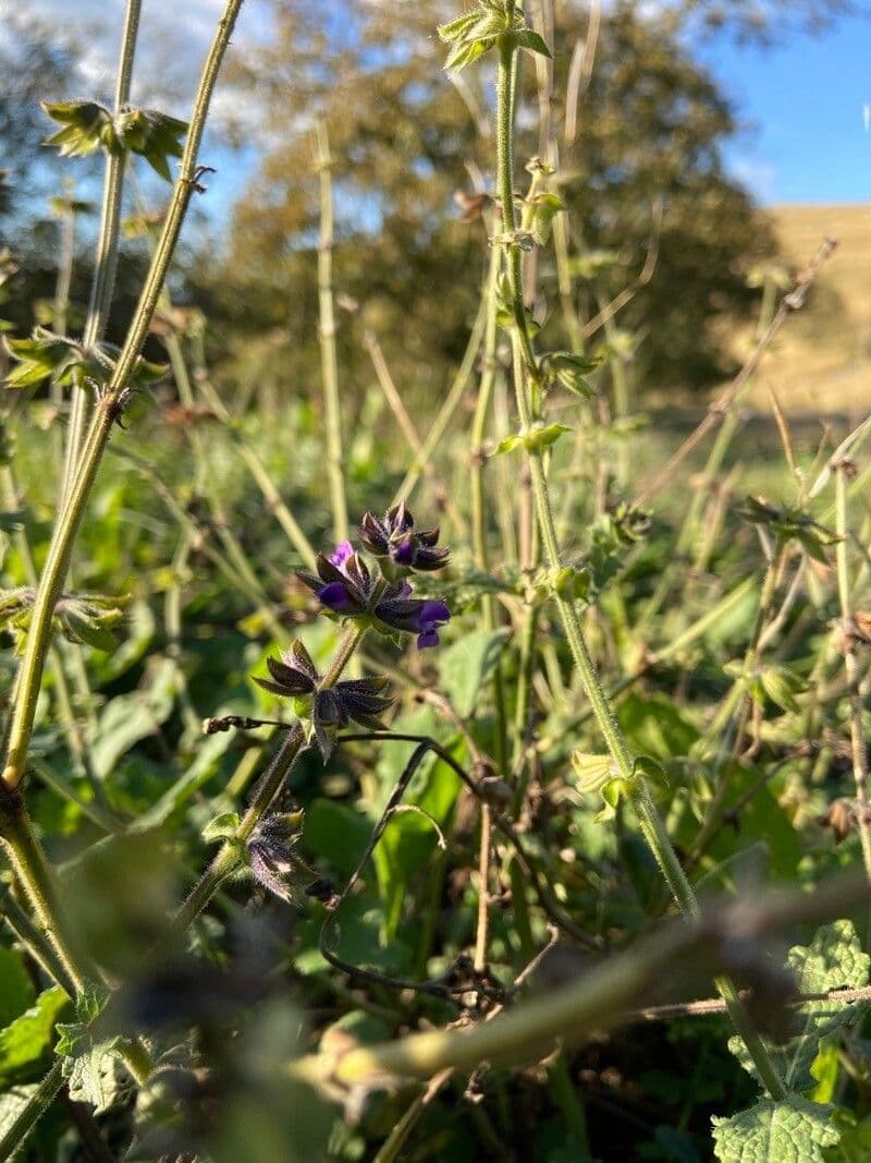 Salvia dei boschi 3