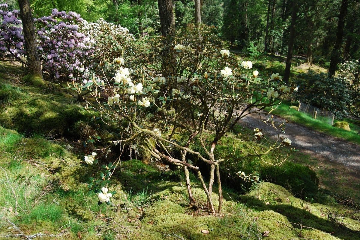 Rododendro 8