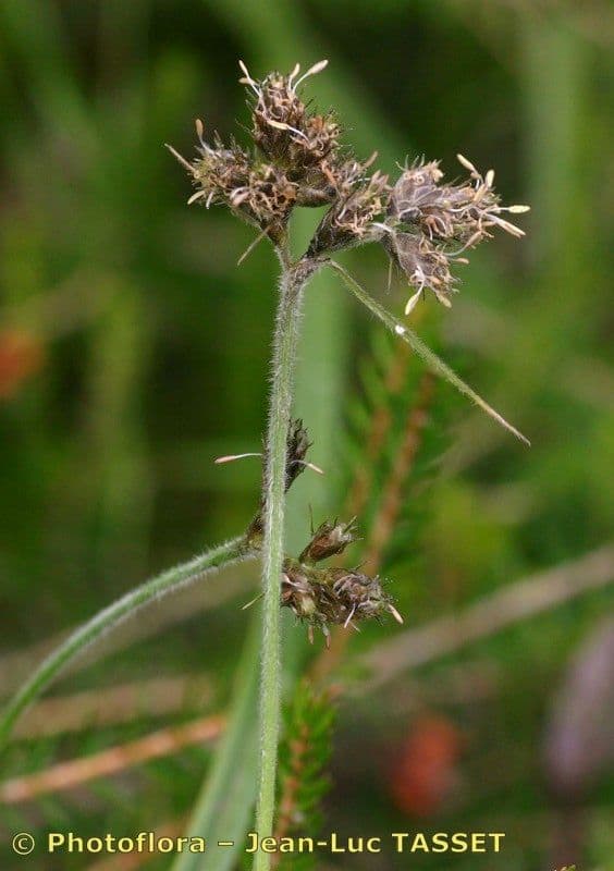 Fuirena pubescens 5