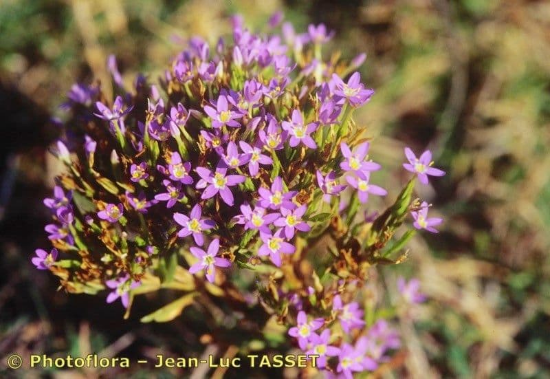Centaurella tenuiflora 6