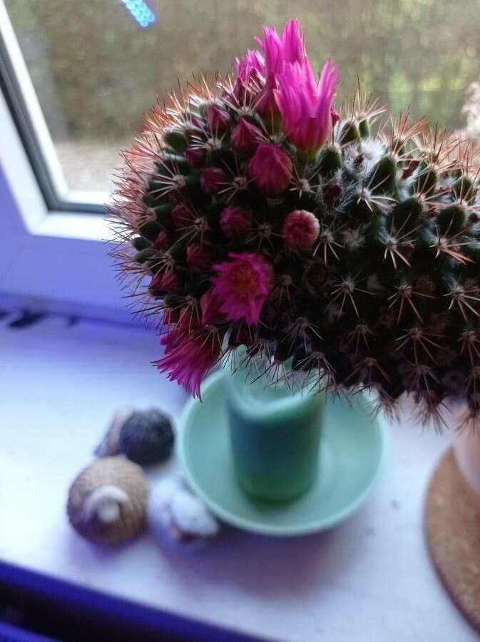 Cactus coussin de Backeberg 6