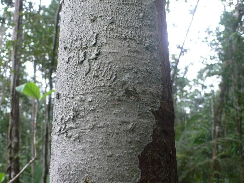 Ocotea