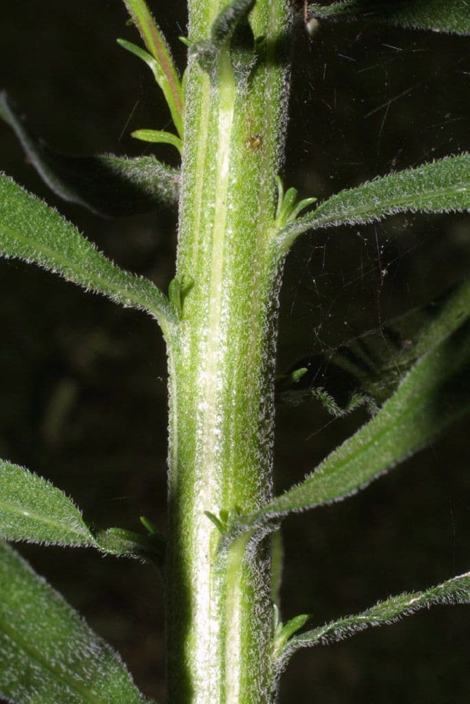 Liatris aspra 20