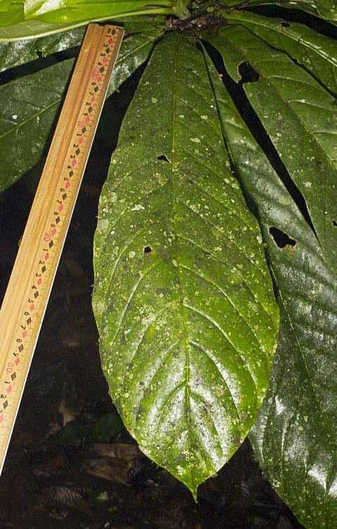 Meliosma 3