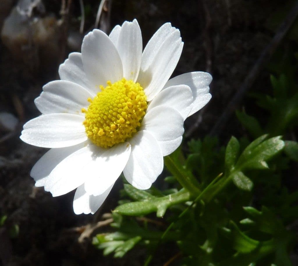 Mauranthemum
