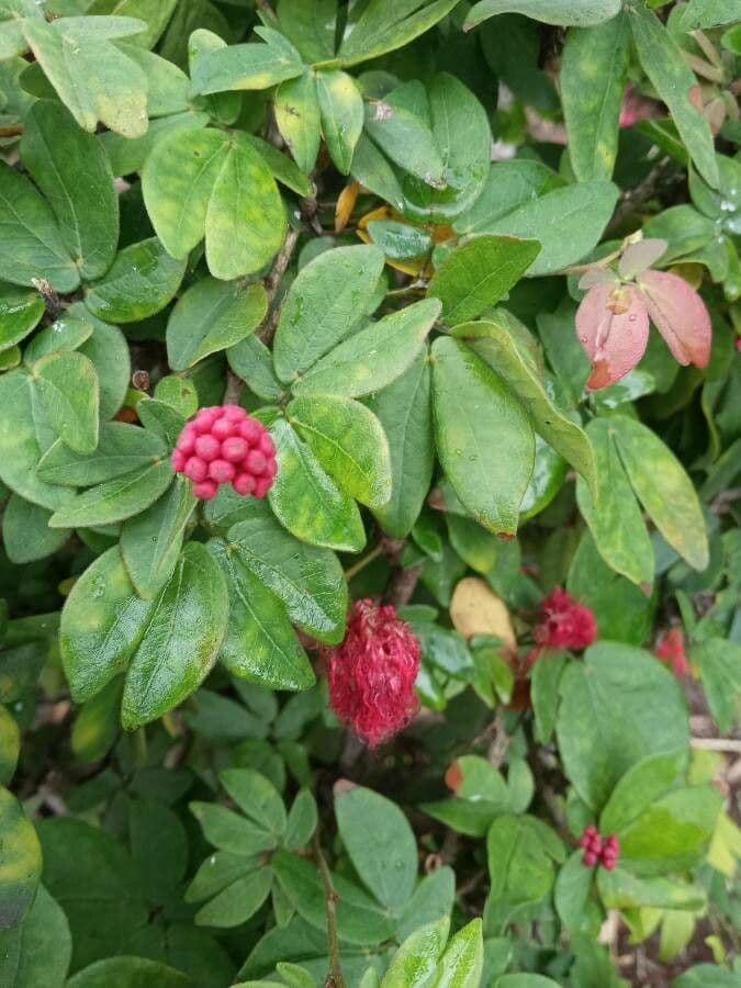 Calliandra 19