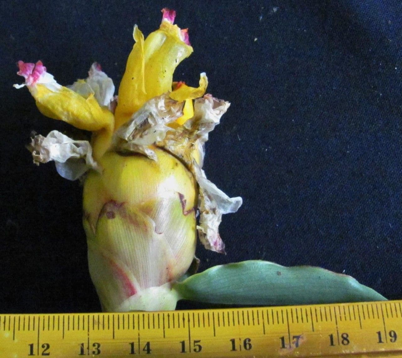 Costus 3