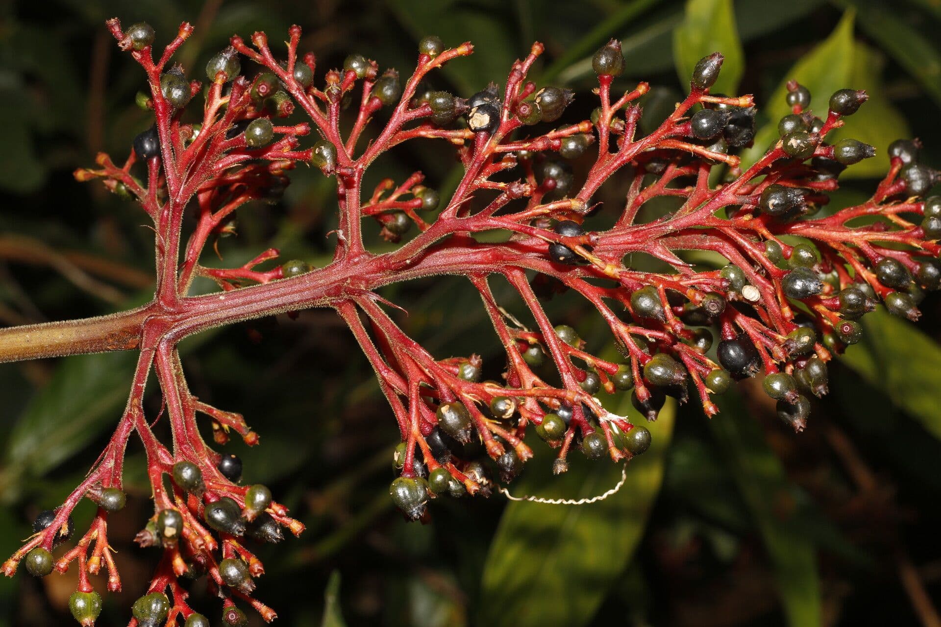 Palicourea 5