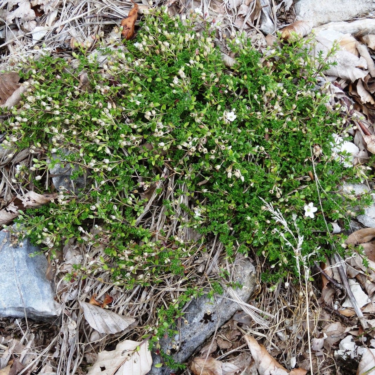 Arenaria ciliata 10