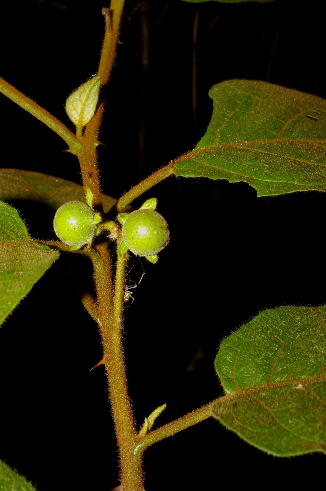 Solano