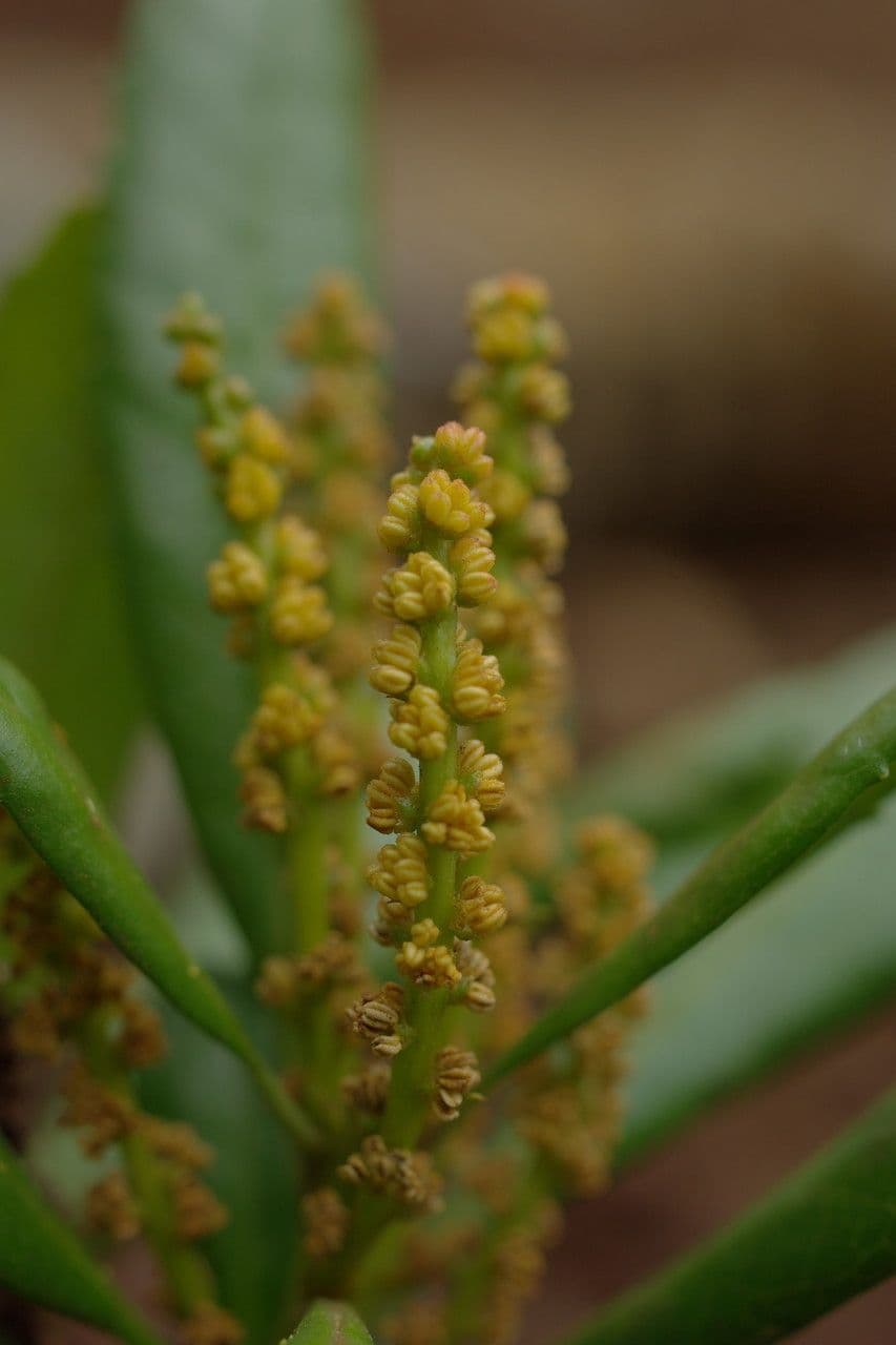 Canacomyrica