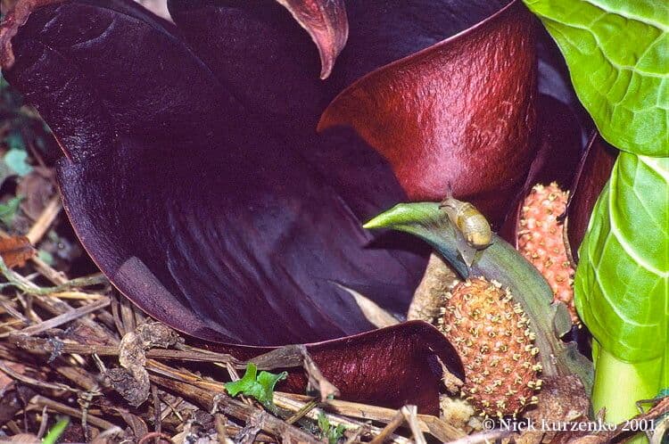 Symplocarpus renifolius 3