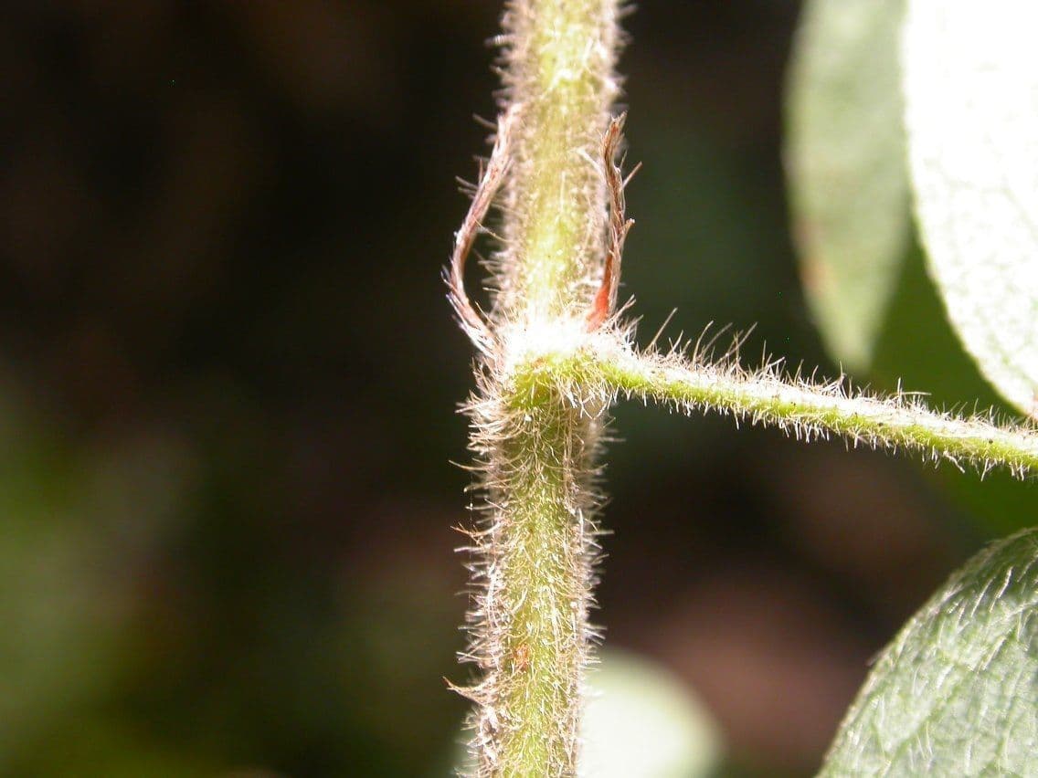 Lespedeza lysá 23