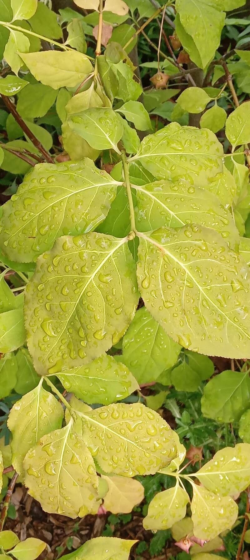 Fusain à larges feuilles 16