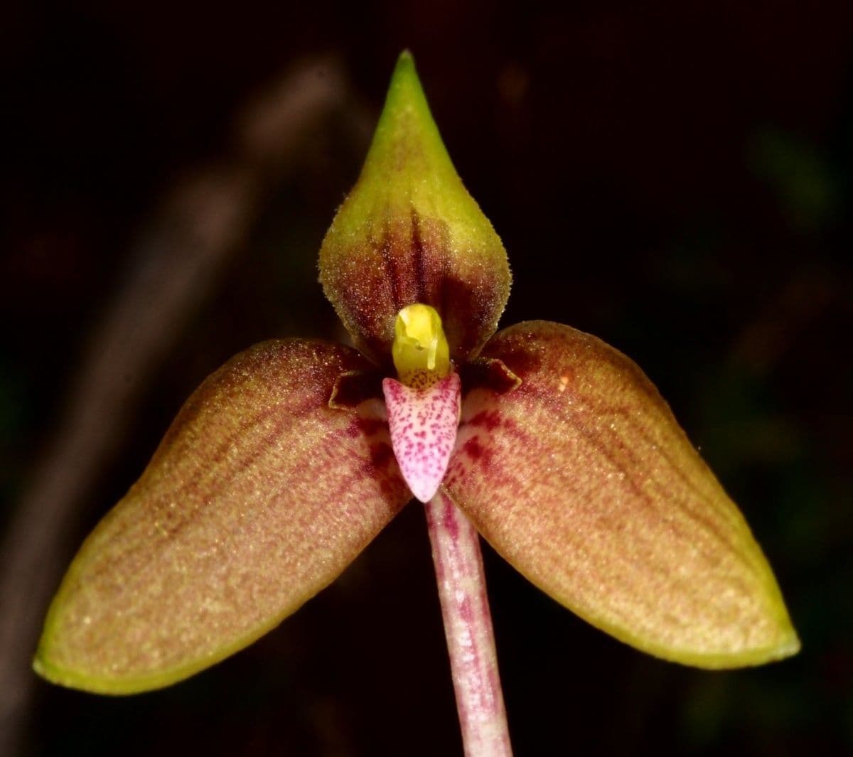 Bulbophyllum 3
