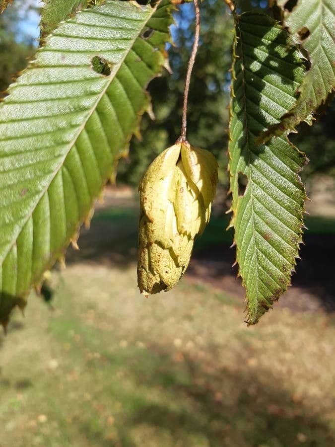Carpinus japonica