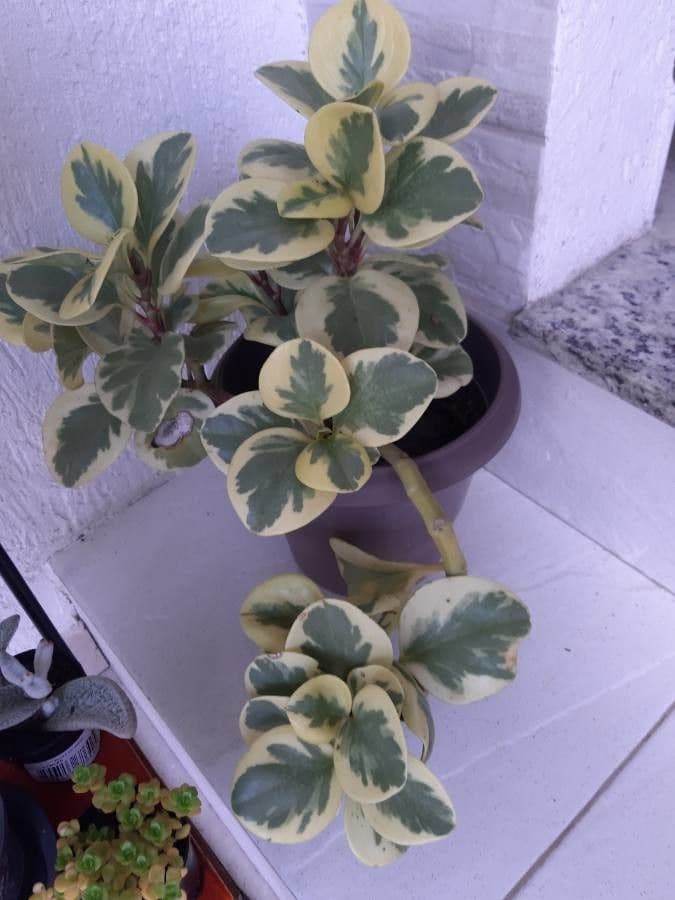 Peperomia 10