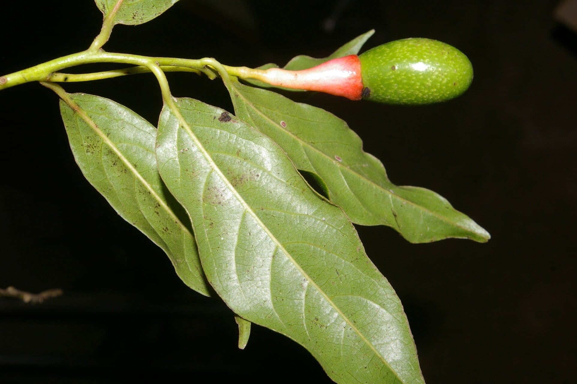 Ocotea tenera 6