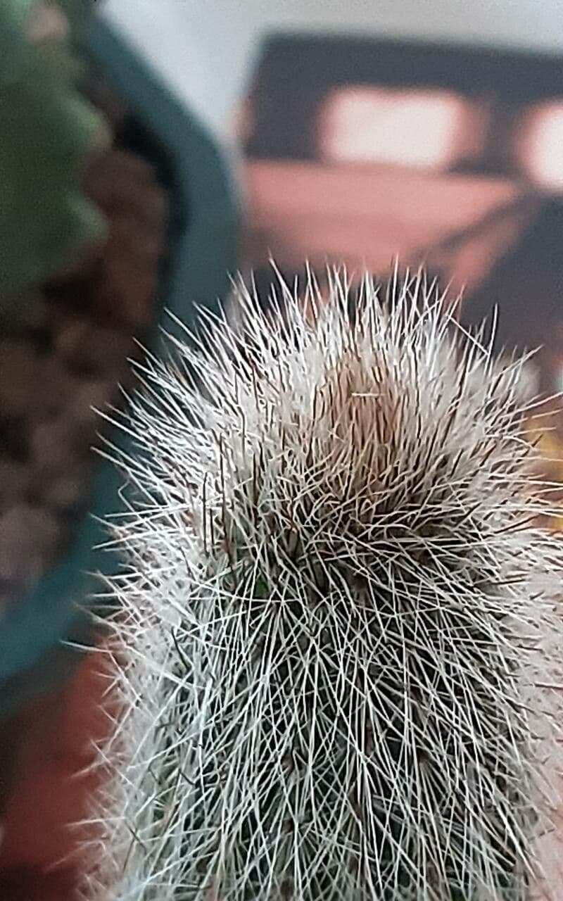 Cleistocactus 15