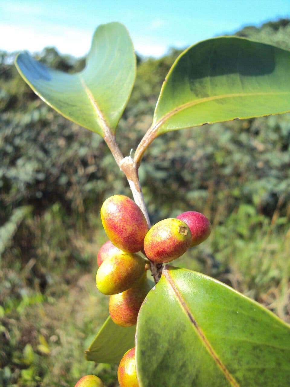 Eugenia 2