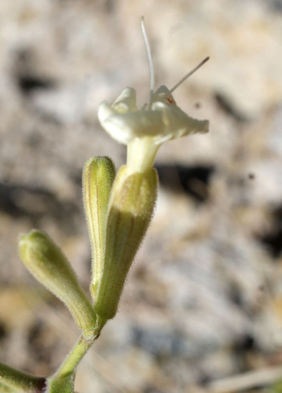 Silene 2