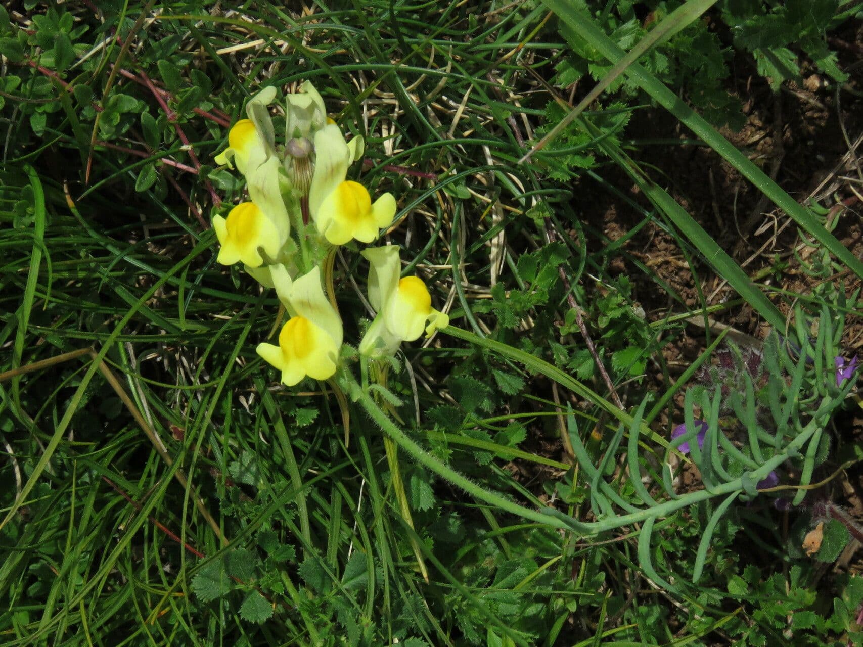Linaria supina 7