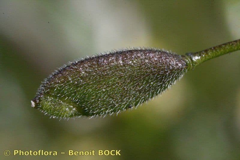 Draba lesná 5