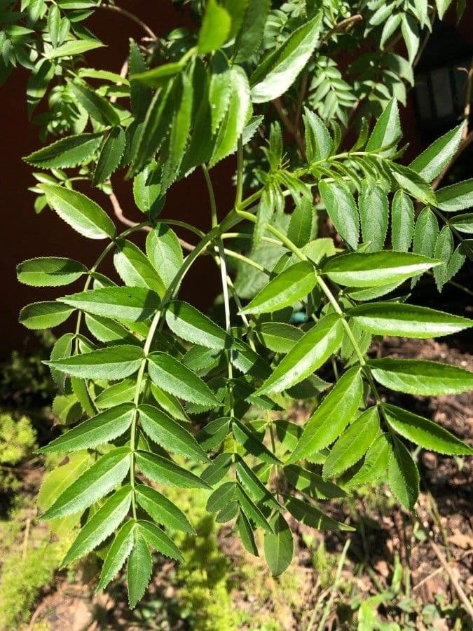 Sambuco australe 11