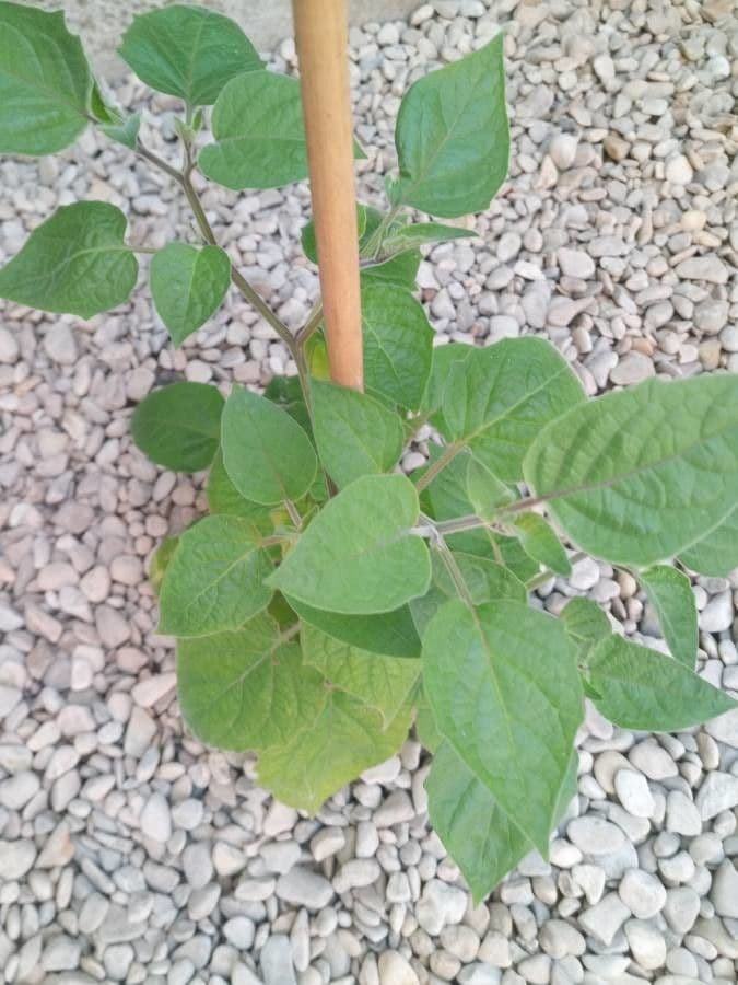Physalis pubescent 19