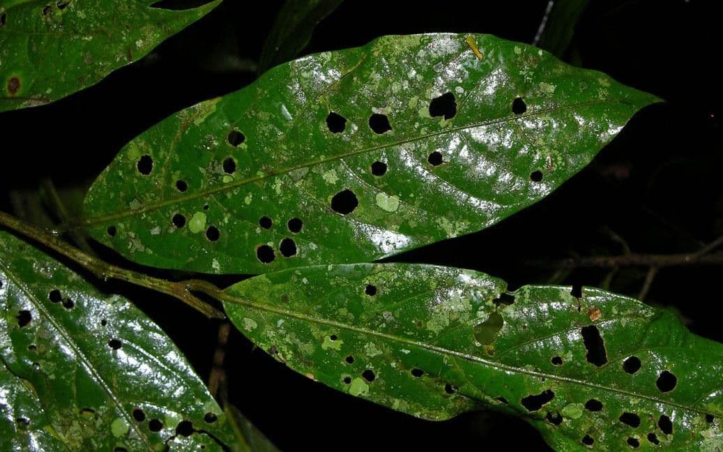 Ocotea leucoxylon 14