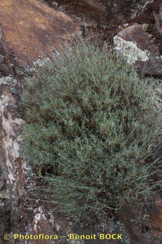 Dianthus 6