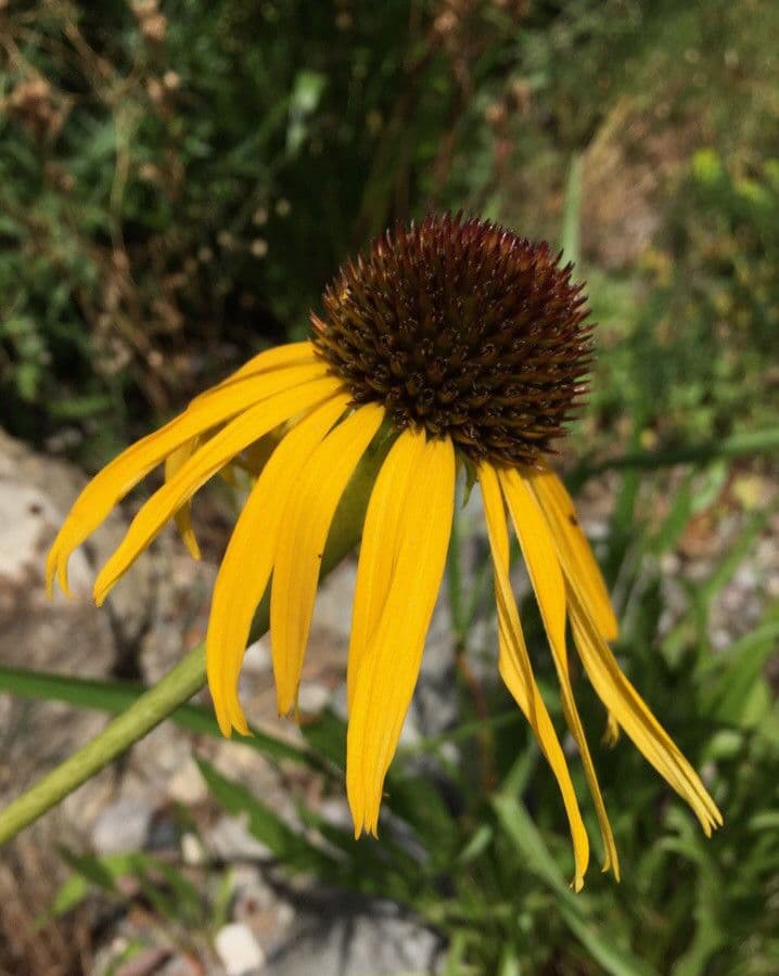 Echinacea 3