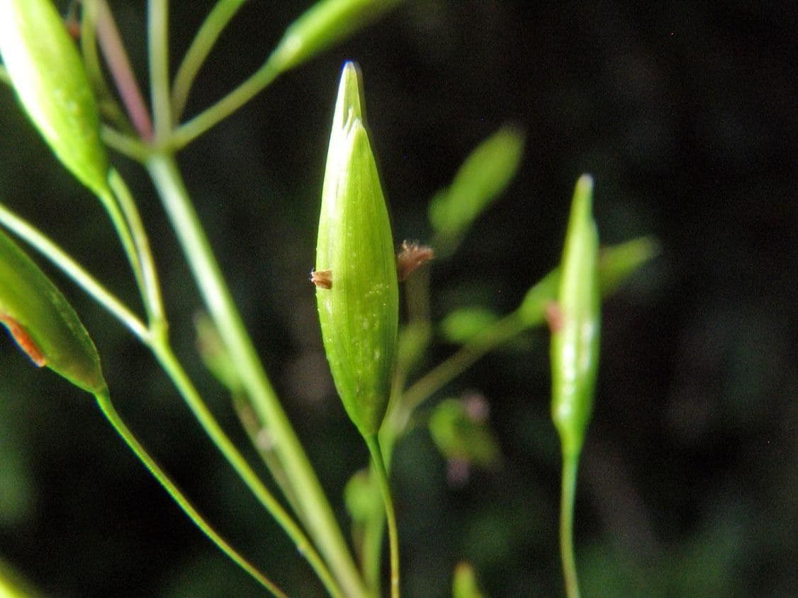 Homolepis 4