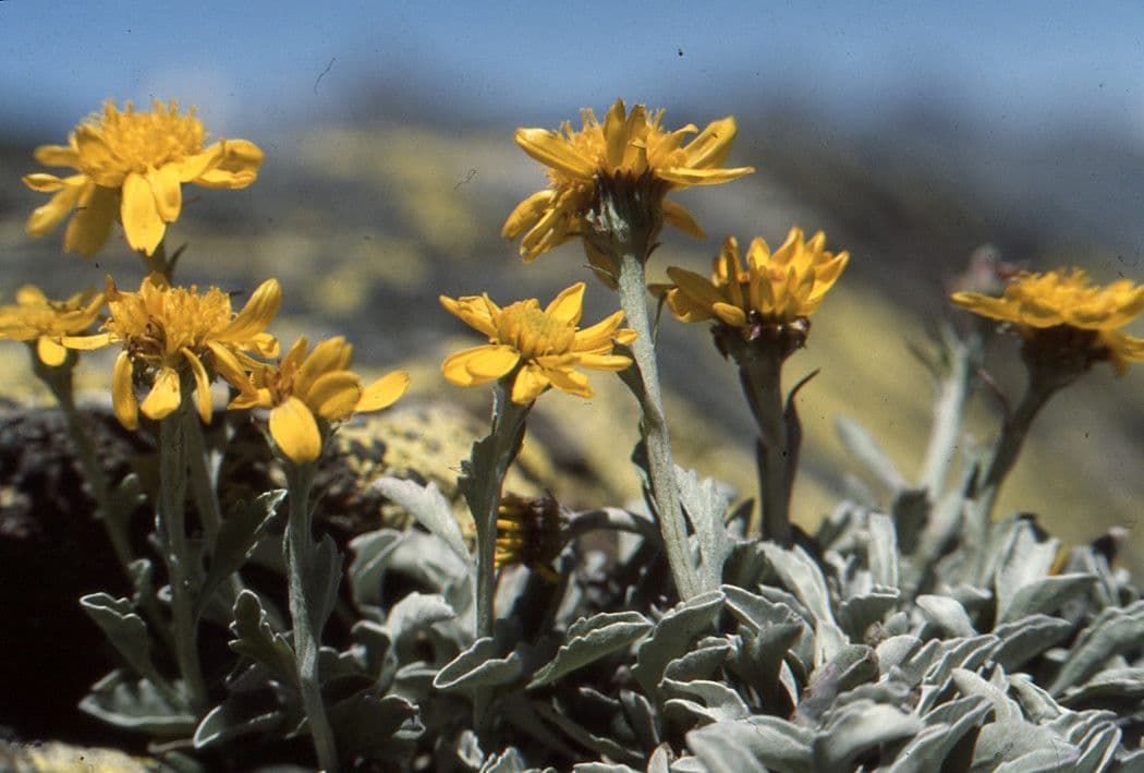 Senecio 12