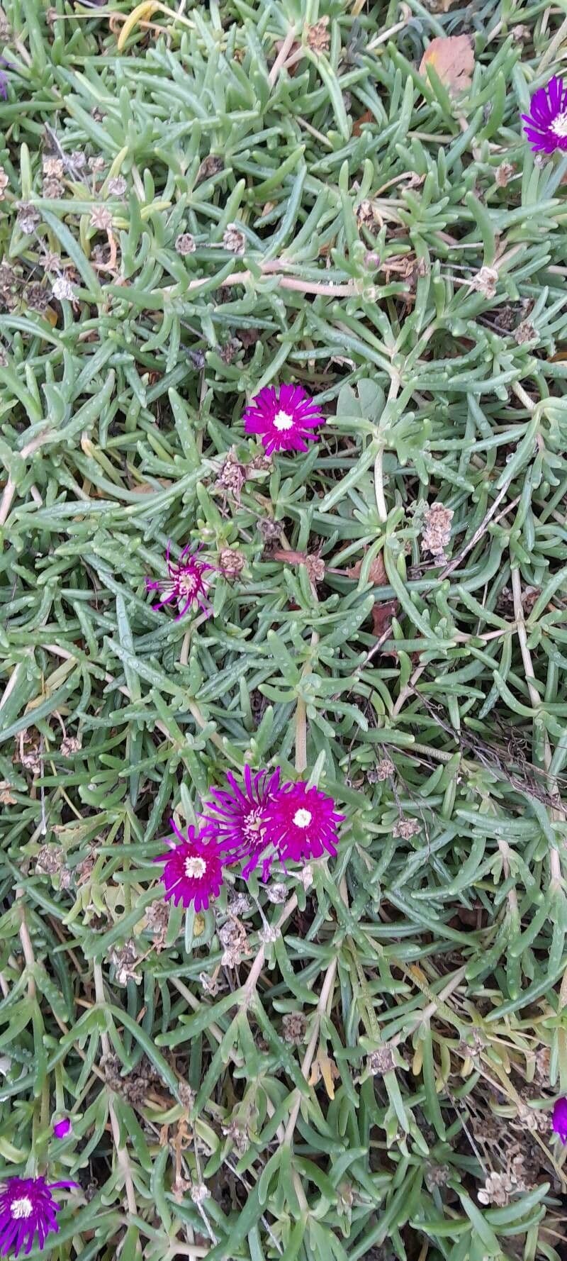 Winterharte Eisblume 13