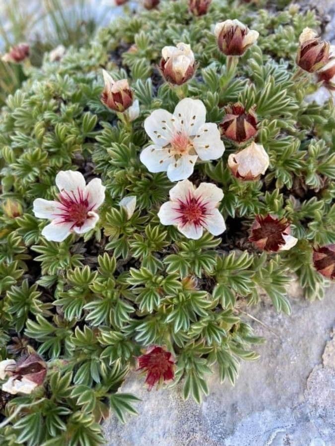 Potentilla lucida 7