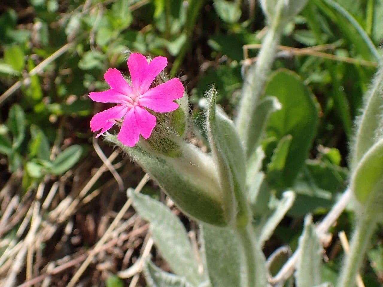 Silene 6