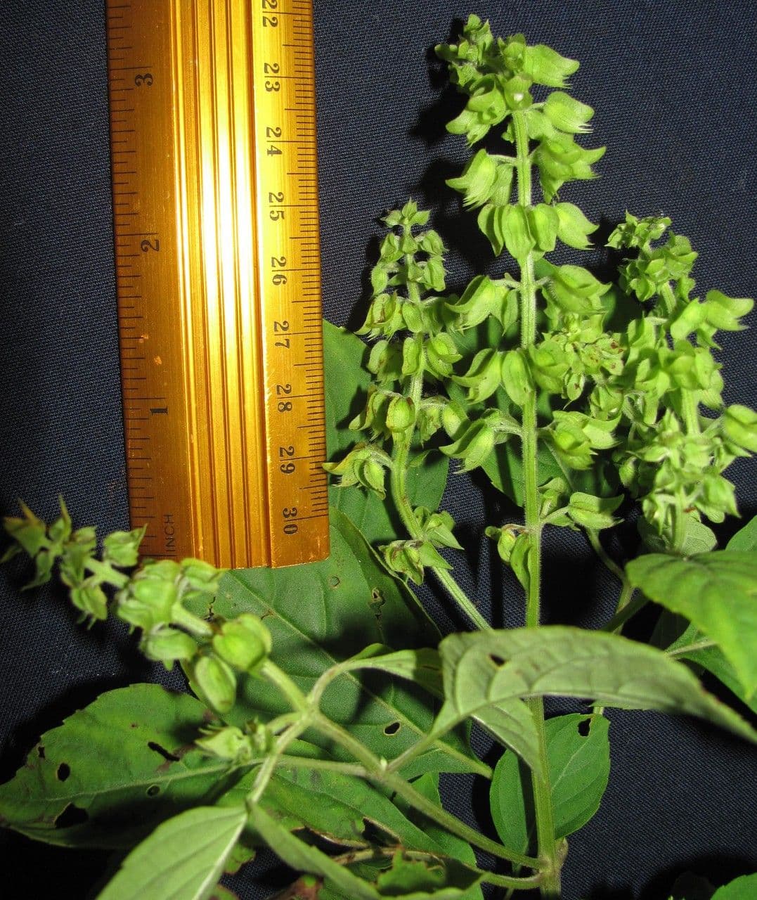 Basilico minore 27