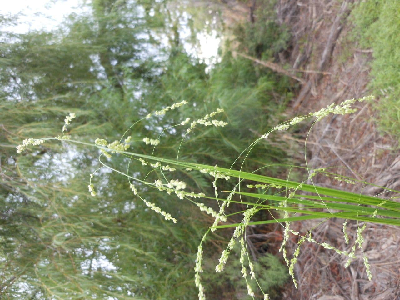 Steinchisma 2