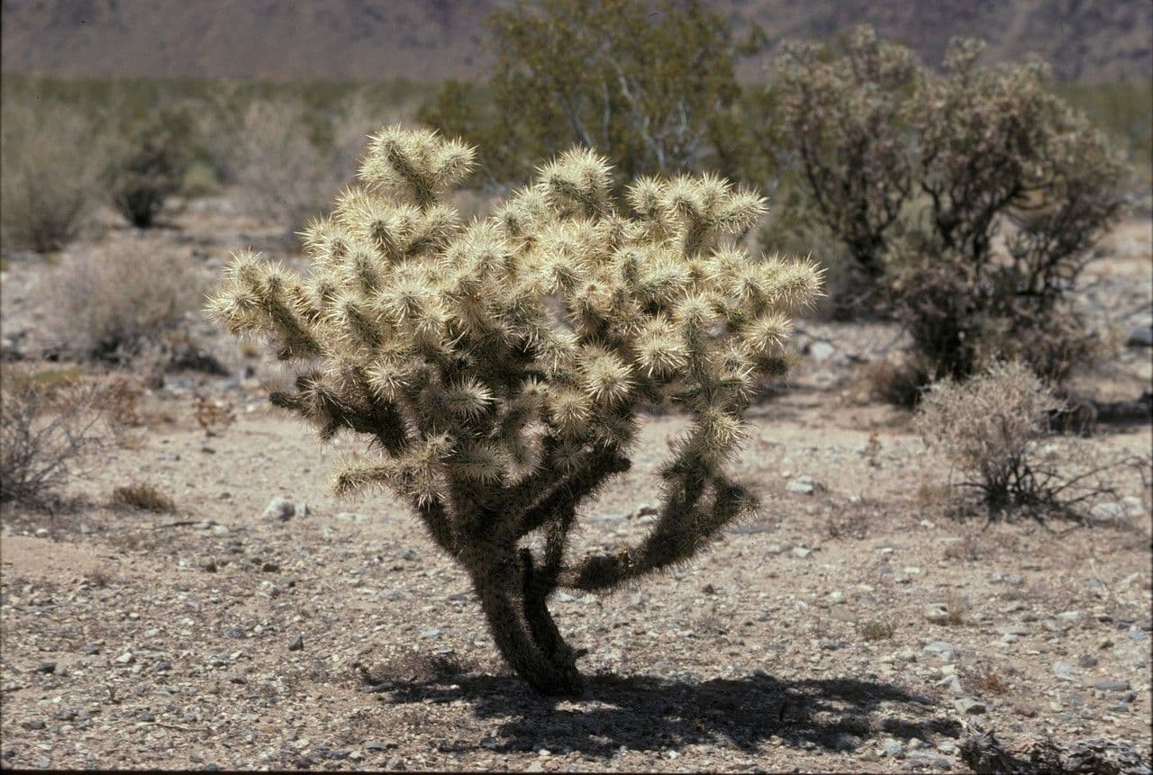 Cholla rogata
