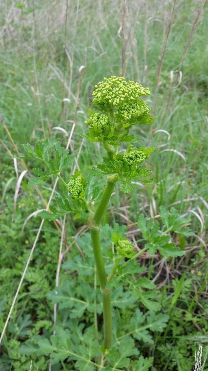 Polytaenia 15